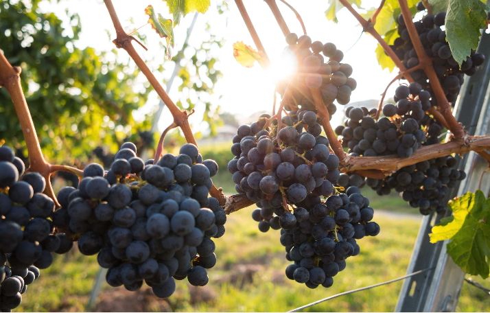 grapes on vine