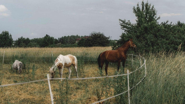 Horses in the round pen